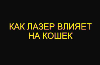 Как лазер влияет на кошек