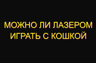 Можно ли лазером играть с кошкой